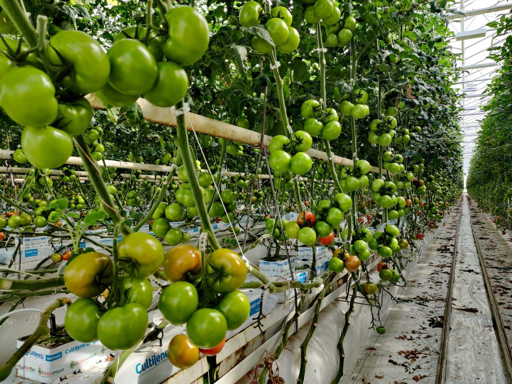 Tomatenkwekerij Pijl: een duurzame tomatenkas